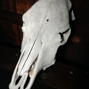 Bovine Skull